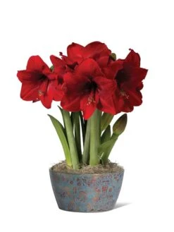 Sweet Delight Bulb Garden