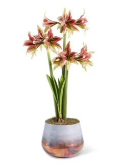 Cybister Potted Amaryllis -Flowers Plants Shop 8598561 mystica 2021 13
