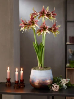 Cybister Potted Amaryllis -Flowers Plants Shop 8598561 mystica 2021 14