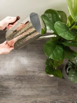 Stainless Steel Watering Can 8 Stainless Steel Watering Can -Flowers Plants Shop 8599057 14322 tif