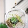 Floating Orb Terrarium Kit 2 Floating Orb Terrarium Kit -Flowers Plants Shop 8599146 02v floating orb glass terrarium kit