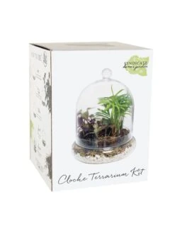 Cloche Terrarium Kit Medium 8 Cloche Terrarium Kit Medium -Flowers Plants Shop 8599148 01v
