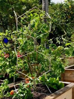 Gardener's Vertex Lifetime Pepper And Eggplant Cage 13 Gardener's Vertex Lifetime Pepper And Eggplant Cage -Flowers Plants Shop 8599554 01CUST tif