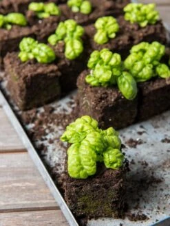 Soil Blocker, 4 Cell -Flowers Plants Shop 8599790 1057 tif