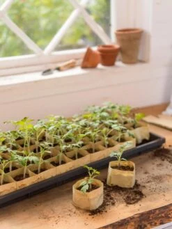 Paper Pots, 50 Cell 11 Paper Pots, 50 Cell -Flowers Plants Shop 8599830 0502 paper pots 50 cell tif