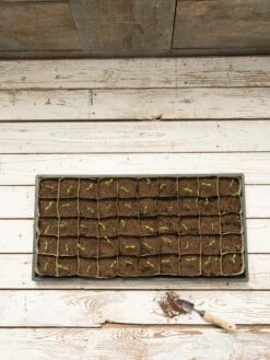 Paper Pots, 50 Cell 12 Paper Pots, 50 Cell -Flowers Plants Shop 8599830 18489 tif