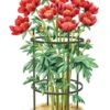 Titan Peony Supports, Medium, Set Of 2 1 Titan Peony Supports, Medium, Set Of 2 -Flowers Plants Shop 8599858 0001 art tif