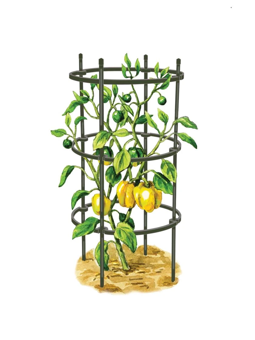 Titan Pepper Eggplant Cages, Set Of 3 2 Titan Pepper Eggplant Cages, Set Of 3