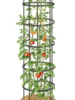 Titan Tall Tomato Cages, Set Of 3 -Flowers Plants Shop 8599860 0002 art tif