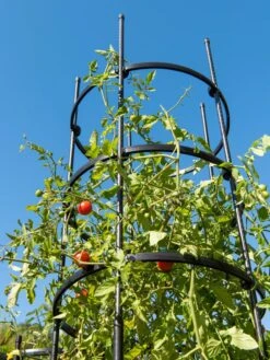 Titan Tall Tomato Cages, Set Of 3 -Flowers Plants Shop 8599860 0066 tif