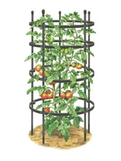 Titan Tomato Cages, Set Of 3 -Flowers Plants Shop 8599861 0001 art tif