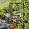Titan Tomato Cages, Set Of 3 -Flowers Plants Shop 8599861 0049 tif