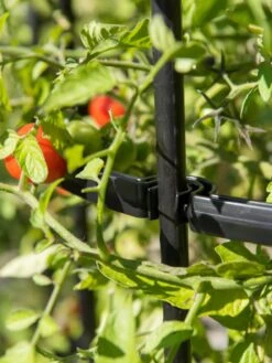 Titan Tomato Cages, Set Of 3 -Flowers Plants Shop 8599861 0079 tif