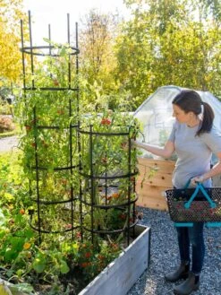 Titan Tomato Cages, Set Of 3 -Flowers Plants Shop 8599861 0114 tif