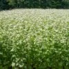 Common Buckwheat Organic Seeds -Flowers Plants Shop 8599871 02v common buckwheat organic seeds