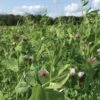 Field Peas, Oats And Vetch Mix Organic Seeds -Flowers Plants Shop 8599874 01V tif