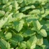 Lemon Balm Organic Seeds 1 Lemon Balm Organic Seeds -Flowers Plants Shop 8599880 01V tif