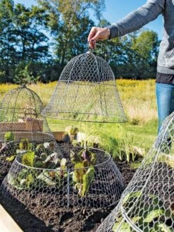Chicken Wire Cloche With Extension -Flowers Plants Shop 8600116 0604 3 4