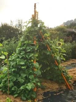 Annabel Tipi Trellis -Flowers Plants Shop 8600521 02V tif