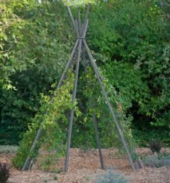 Annabel Tipi Trellis -Flowers Plants Shop 8600521 07V jpg