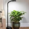 Agrobrite Floor LED Plant Lamp -Flowers Plants Shop 8608870 0308 tif
