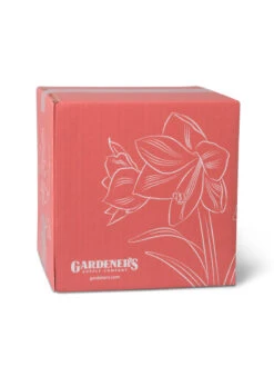 Amaryllis Planting Kit -Flowers Plants Shop 8608878 755