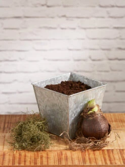 Amaryllis Planting Kit -Flowers Plants Shop 8608878 diykit 2021 02