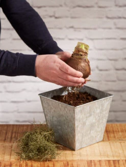 Amaryllis Planting Kit -Flowers Plants Shop 8608878 diykit 2021 03