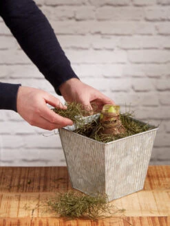 Amaryllis Planting Kit -Flowers Plants Shop 8608878 diykit 2021 04