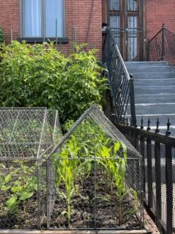 Chicken Wire Crop Coop -Flowers Plants Shop 8609080 02CUST tif