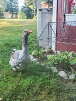 Chicken Wire Crop Coop -Flowers Plants Shop 8609080 02IN tif
