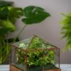 Art Decco Copper And Glass Terrariums -Flowers Plants Shop 8609210 0318 tif