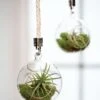Mini Blown-Glass Hanging Terrarium, Set Of 2 -Flowers Plants Shop 8609218 0311 mini blown glass hanging terrarium set of 2
