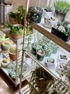 Oslo 2-Tier LED Grow Light Garden, 2 Fixtures -Flowers Plants Shop 8609221 02IN tif