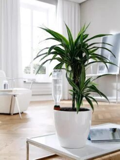 Hydro Wine Container Watering System, Set Of 4 -Flowers Plants Shop 8609224 02V tif