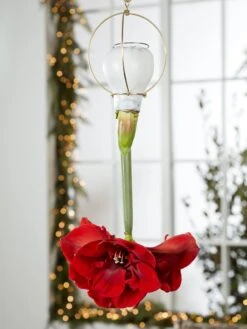 Waxed Amaryllis Brass Hangers, Set Of 3 -Flowers Plants Shop 8609252 2020 6014