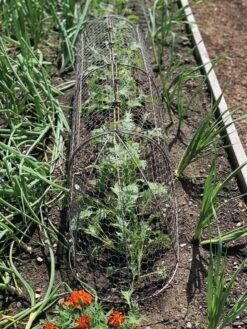 Chicken Wire Row Cloche Expandable Extra Large 3N1 -Flowers Plants Shop 8609412 5903 tif