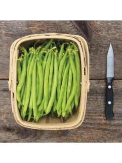 Antigua Bush Bean Organic Seeds -Flowers Plants Shop 8610262 antigua bean 8 15 18 05v