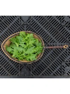 Silk Road Garden Organic Seed Collection, Set Of 6 9 Silk Road Garden Organic Seed Collection, Set Of 6 -Flowers Plants Shop 8610264 mizuna babyleaf 01v