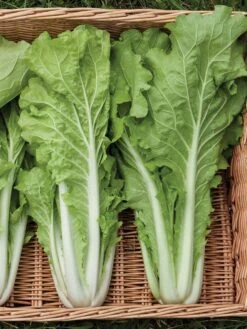 Silk Road Garden Organic Seed Collection, Set Of 6 10 Silk Road Garden Organic Seed Collection, Set Of 6 -Flowers Plants Shop 8610264 tokyo bekana 02v