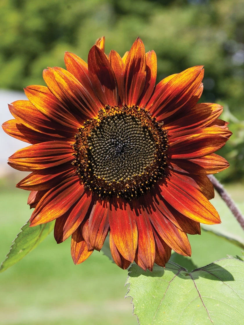 Velvet Queen Sunflower Organic Seeds 4 Velvet Queen Sunflower Organic Seeds - Image 2