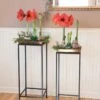 Square Nesting Plant Stands With Trays, Set Of 2 2 Square Nesting Plant Stands With Trays, Set Of 2 -Flowers Plants Shop 8611014 3660 tif