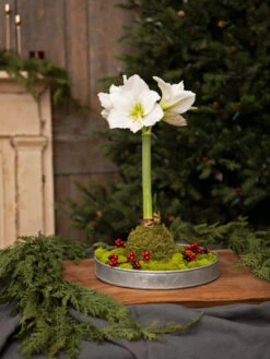 Galvanized Tray Round, 11" -Flowers Plants Shop 8611084 5555 diy moss wrapped amaryllis kit