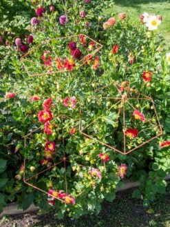 Parasol Plant Supports, Set Of 3 13 Parasol Plant Supports, Set Of 3 -Flowers Plants Shop 8611129 050 tif