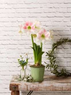 Star Potted Amaryllis -Flowers Plants Shop 8611499 2022 rosystar rosy star potted amaryllis