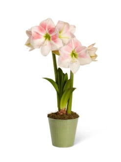 Star Potted Amaryllis -Flowers Plants Shop 8611499 2022 rosystar silo rosy star potted amaryllis