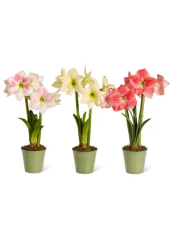 Star Potted Amaryllis -Flowers Plants Shop 8611508 2022 starpotted silo