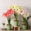 Star Potted Amaryllis -Flowers Plants Shop 8611508 2022 starpottedv star potted amaryllis