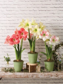 Star Potted Amaryllis