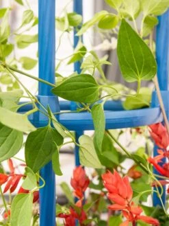 Fleur De Lis Obelisk, 67" -Flowers Plants Shop 8611663 0607 tif